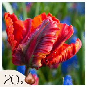 Tulpenbollen - Set van 20 - Tulipa'Rasta Parrot'- Bloembollen - Wit