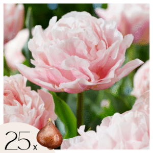 Tulpenbollen - Set van 25 - Tulipa'Dreamer'- Bloembollen - Roze