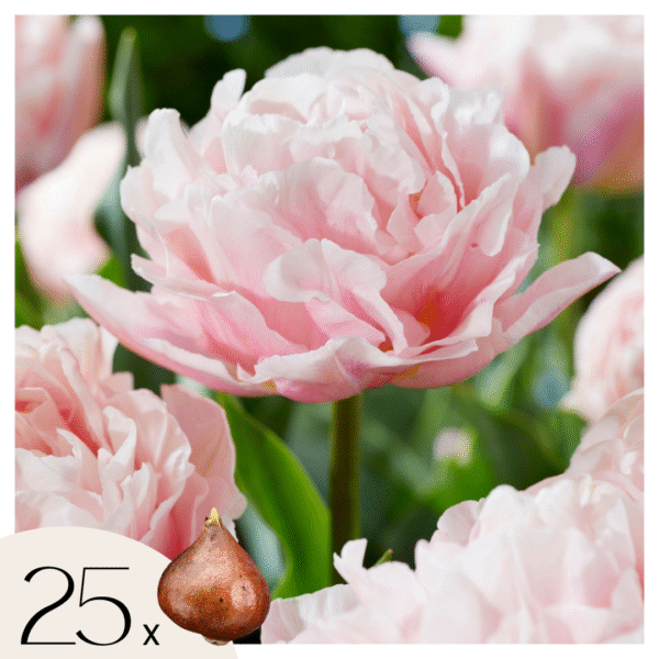 Tulpenbollen - Set van 25 - Tulipa'Dreamer'- Bloembollen - Roze