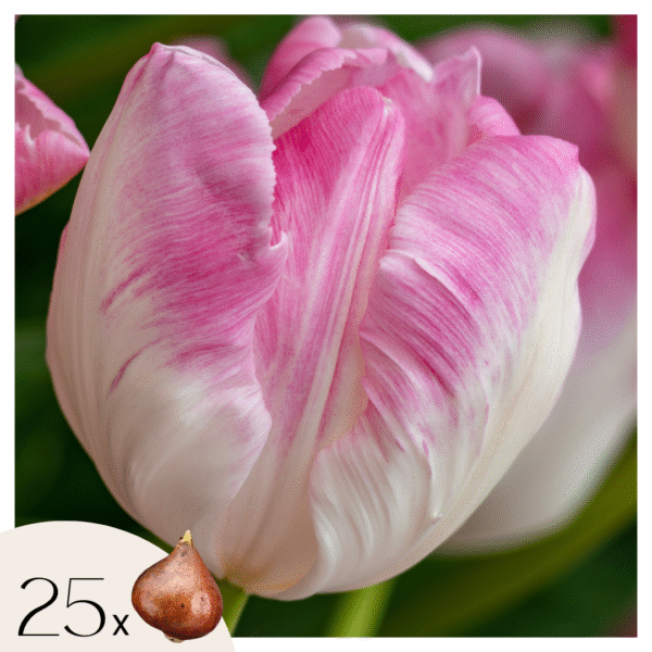 Tulpenbollen - Set van 25 - Tulipa'Cabanna'- Bloembollen - Roze