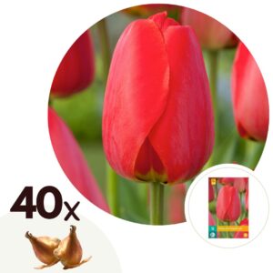 Tulpenbollen - Set van 40 - Tulipa'Red Impression'- Bloembollen - Rood