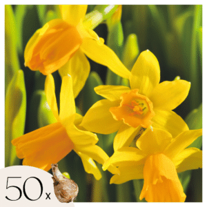 Narcissen - Set van 50 - Narcissus'Tête-à-Tête'- Bloembollen - Geel