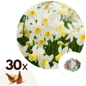 Narcissen - Set van 30 - Narcissus'Botanical White'- Bloembollen - Geel