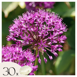 Alliumbollen - Set van 30 - Allium'Purple Sensation'- Bloembollen - Paars