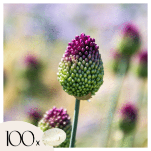 Alliumbollen - Set van 100 - Allium'Sphaerocephalon'- Bloembollen - Paars