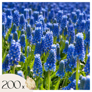 Druifhyacint - Set van 200 - Muscari armeniacum - Bloembollen - Blauw