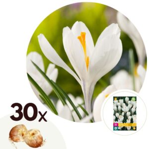 Krokusbollen - Set van 30 - Crocus'White'- Bloembollen - Wit