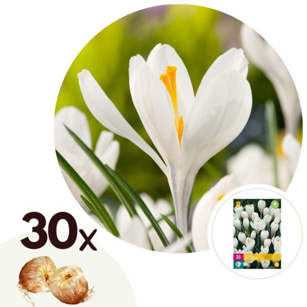 Krokusbollen - Set van 30 - Crocus'White'- Bloembollen - Wit