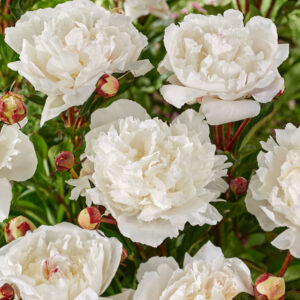 Pioenen - Set van 2 - Paeonia - Wortelstokken - Roze