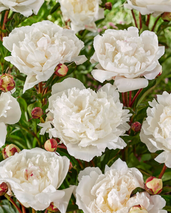 Pioenen - Set van 2 - Paeonia - Wortelstokken - Roze