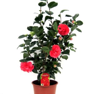 Japanse Roos - Camellia japonica'Lady Campbell'- Hoogte 60-70cm -⌀19cm