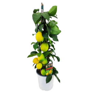 Citroenboom - Citrus limon - Hoogte 60-65cm -⌀17cm