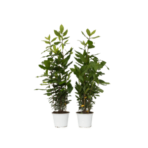 Laurier - Set van 2 - Laurus nobilis - Hoogte 30-40cm -⌀14cm