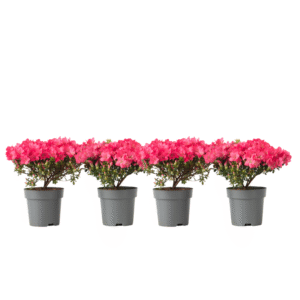 Japanse azalea - Set van 4 - Rhododendron'Anouk'- Hoogte 25-40cm -⌀17cm