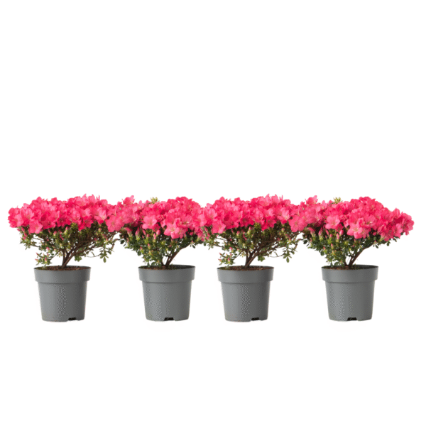 Japanse azalea - Set van 4 - Rhododendron'Anouk'- Hoogte 25-40cm -⌀17cm