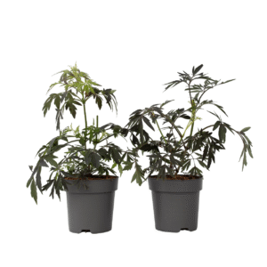 Zwarte vlier - Set van 4 - Sambucus nigra'Black Lace'- Hoogte 25-40cm -⌀17cm