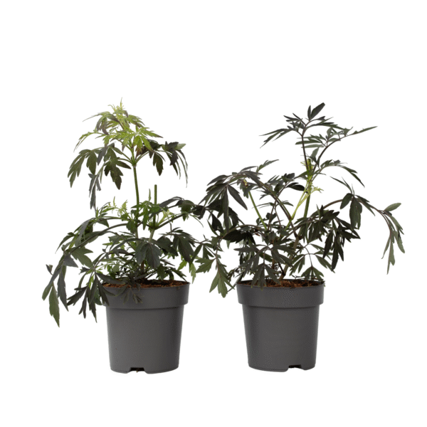 Zwarte vlier - Set van 4 - Sambucus nigra'Black Lace'- Hoogte 25-40cm -⌀17cm