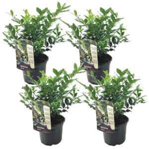 Vleesbes - Set van 4 - Sarcococca'Confusa'- Hoogte 30-40cm -⌀17cm