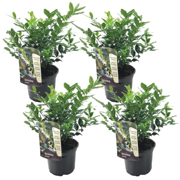 Vleesbes - Set van 4 - Sarcococca'Confusa'- Hoogte 30-40cm -⌀17cm