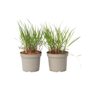 Vingergras - 2 stuks - Panicum Virgatum'Squaw'- Hoogte 40-60cm -⌀23cm