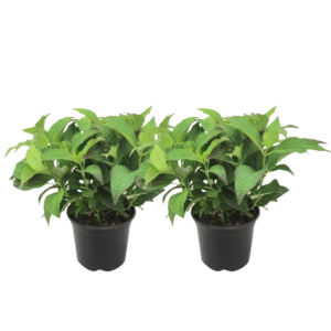 Hortensia - Set van 2 - Hydrangea serrata'Summerglow'- Hoogte 25-40cm -⌀19cm