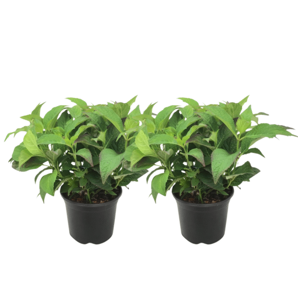 Hortensia - Set van 2 - Hydrangea serrata'Summerglow'- Hoogte 25-40cm -⌀19cm