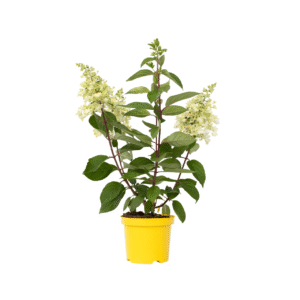 Pluimhortensia - Hydrangea paniculata'Candlelight'- Hoogte 25-40cm -⌀19cm