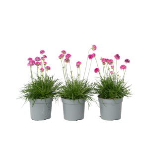 Engels gras - Set van 3 - Armeria maritima'Deep Rose'- Hoogte 20-30cm -⌀12cm