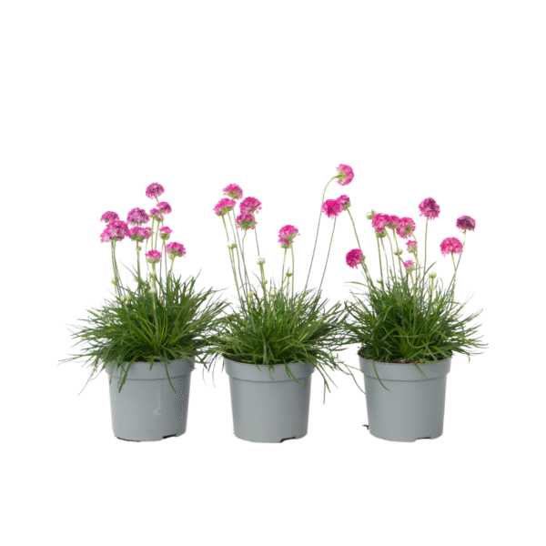 Engels gras - Set van 3 - Armeria maritima'Deep Rose'- Hoogte 20-30cm -⌀12cm