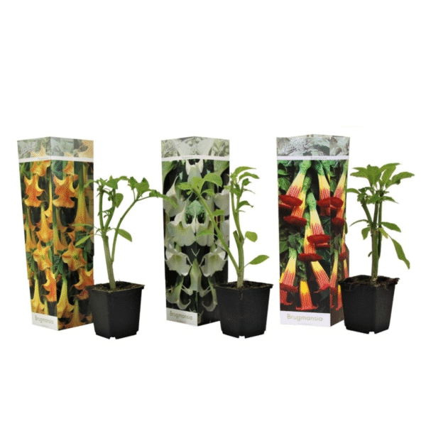 Engelentrompet - Set van 3 - Brugmansia - Hoogte 25-40cm -⌀9cm
