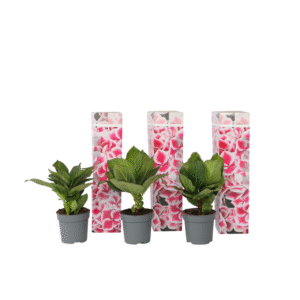 Bolhortensia - Set van 3 - Hydrangea'Camilla'- Hoogte 25-40cm -⌀9cm