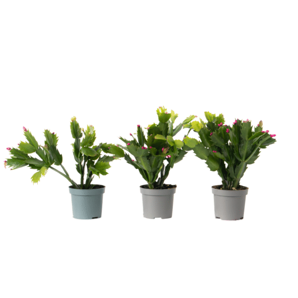 Kerstcactussen - Set van 3 - Schlumbergera'Tricolor'- Hoogte 15-25cm -⌀9cm