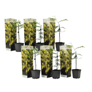 Zilveracacia - Set van 6 - Mimosa dealbata - Hoogte 25-40cm -⌀9cm