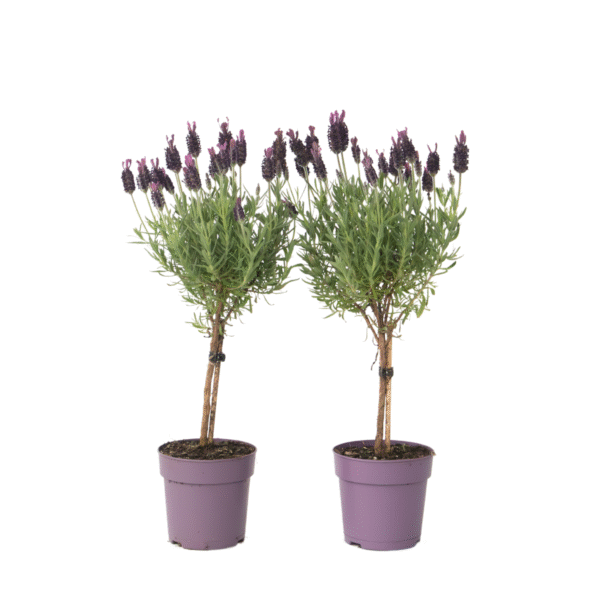 Lavendel - Set van 2 - Lavandula stoechas'Anouk'- Hoogte 30-40cm -⌀12cm