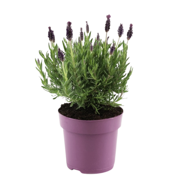 Lavendelstruik - Lavandula stoechas'Anouk'- Hoogte 25-35cm -⌀15cm