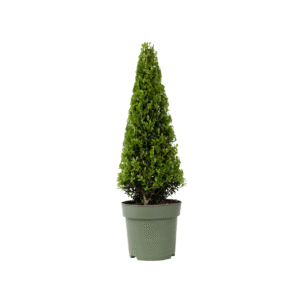Japanse hulst - Ilex crenata'Jenny'- Hoogte 55-65cm -⌀21cm