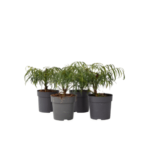 Mahoniestruik - Set van 4 - Mahonia eurybracteata - Hoogte 30-40cm -⌀13cm