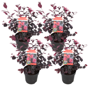 Heksenstruik - Set van 4 - Loropetalum'Ever Red'- Hoogte 25-35cm -⌀13cm