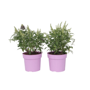 Vlinderstruik - Set van 2 - Buddleja davidii'Candy'- Hoogte 30-40cm -⌀19cm