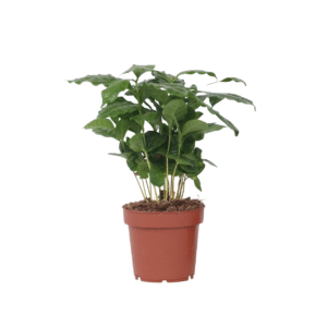 Koffieplant - Coffea arabica - Hoogte 25-40cm -⌀12cm
