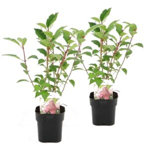 Hortensia - Set van 2 - Hydrangea'Pink Diamond'- Hoogte 30-40cm -⌀17cm