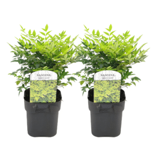 Hemelse Bamboe - Set van 2 - Nandina'Lemon Lime'- Hoogte 25-40cm -⌀17cm