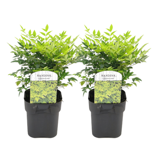 Hemelse Bamboe - Set van 2 - Nandina'Lemon Lime'- Hoogte 25-40cm -⌀17cm