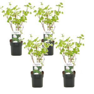 Sneeuwbalplant - Set van 4 - Viburnum opulus'Roseum'- Hoogte 25-40cm -⌀17cm