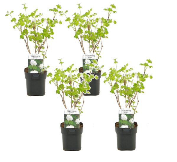 Sneeuwbalplant - Set van 4 - Viburnum opulus'Roseum'- Hoogte 25-40cm -⌀17cm