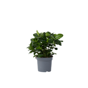 Kaapse jasmijn - Gardenia jasminoides - Hoogte 20-30cm -⌀13cm
