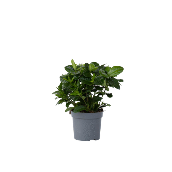 Kaapse jasmijn - Gardenia jasminoides - Hoogte 20-30cm -⌀13cm