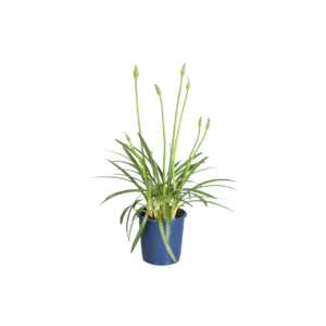 Kaapse Lelie - Agapanthus'Superb White'- Hoogte 30-45cm -⌀14cm
