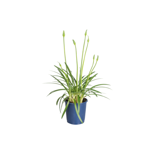 Kaapse Lelie - Agapanthus'Superb White'- Hoogte 30-45cm -⌀14cm