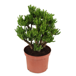 Jadeplant - Crassula ovata'Hobbit'- Hoogte 45-50cm -⌀23cm
